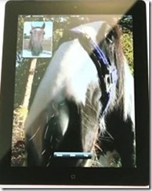 horse on ipad for bettingonline on cup