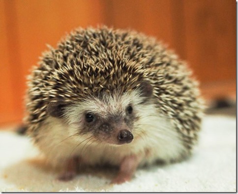 hedgehog from australia